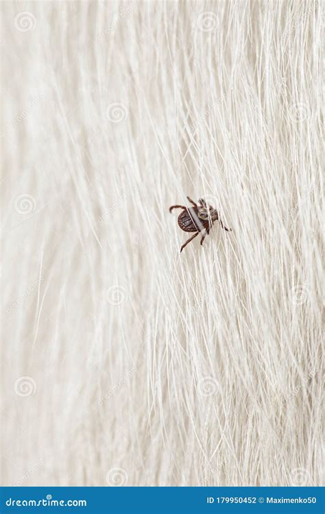 Russian Ixodes Ricinus or Dog Tick. Dermacentor Variabilis Stock Photo - Image of dermacentor ...