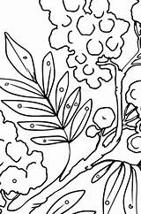 Flower Coloring Page  Mimosa ♥ Online And Print For Free sketch template