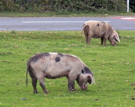 Wiltshire 2009/170 Pigs in the New Forest
