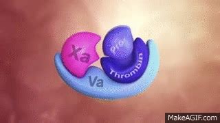 Coagulation Cascade Animation - Physiology of Hemostasis on Make a GIF