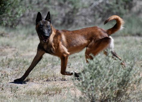 Tuky | Belgian Malinois Personal Protection Dogs For Sale | Ruidoso Malinois