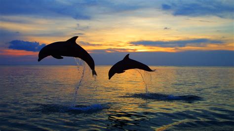 Beach Dolphin Wallpaper - WallpaperSafari