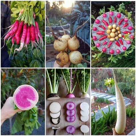 How to Grow Radishes: From Seed to Table ~ Homestead and Chill