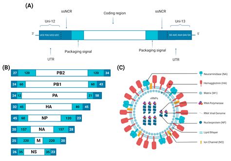 Viruses | Free Full-Text | Avian Influenza Virus Tropism in Humans