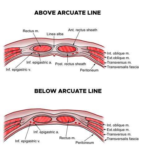 Anatomy Of The Abdominal Wall And Vaginal Entry In | My XXX Hot Girl