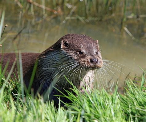 Study of river otters near oilsands operations shows reduced baculum ...