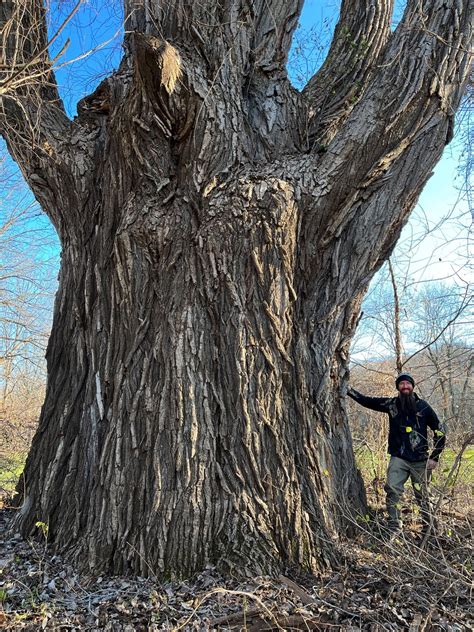 Upstate New York tree hunter just discovered the biggest tree in NY (maybe the biggest of its ...