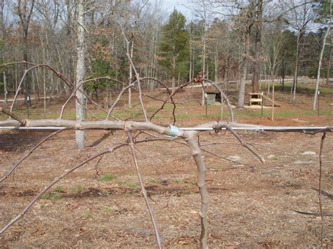 Okra Hill Farm: Perfect Day for Muscadine Pruning