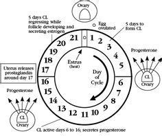 Cattle Estrous Cycle - Livestock Cattle