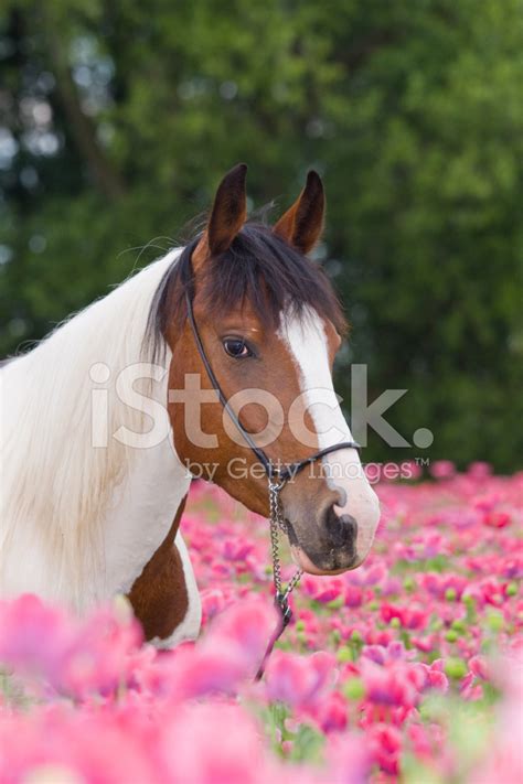 Portrait Of Horse In The Poppy Field Stock Photo | Royalty-Free | FreeImages