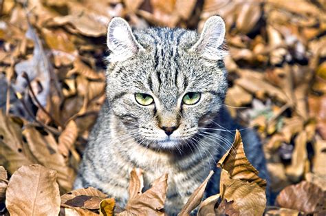 Highland Lynx kitten relaxing on a pile of leaves – The Highland Lynx cat is the result of a ...