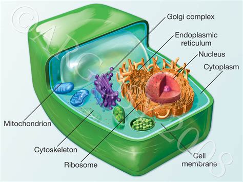 Objective 4 - All About Cells