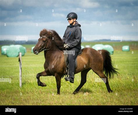 Man riding an Icelandic horse in tolt in Iceland Stock Photo - Alamy