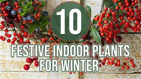 Indoor Plants for Winter - 10 Festive Options | Indoor Gardening