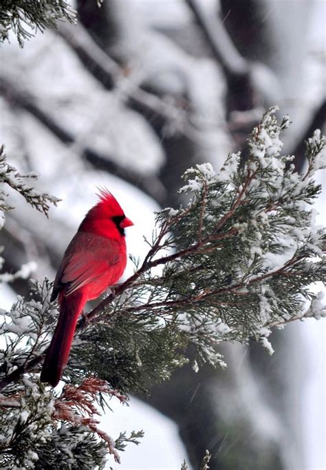 male Cardinal | Beautiful birds, Backyard birds, Wild birds