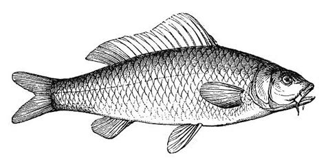 Royalty Free Carp Clip Art, Vector Images & Illustrations - iStock