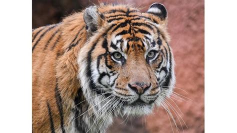 OKC Zoo issues statement after Netflix release of 'Tiger King'