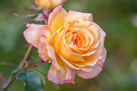 Peace Rose: Plant Care & Growing Guide