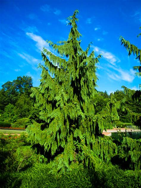 Weeping Alaskan Cedar For Sale Online | The Tree Center