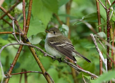 Alder Flycatcher | Photographed this morning-Ottawa East | Larry Wilcox | Flickr