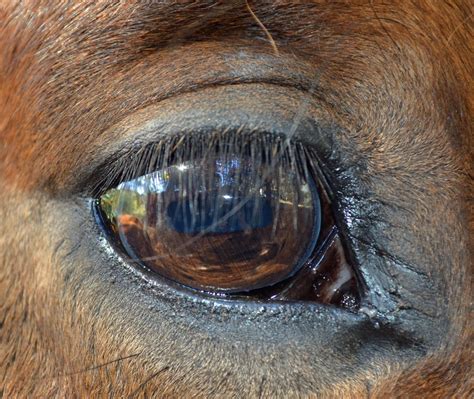 Discovering Ranch Life: The eye of a horse