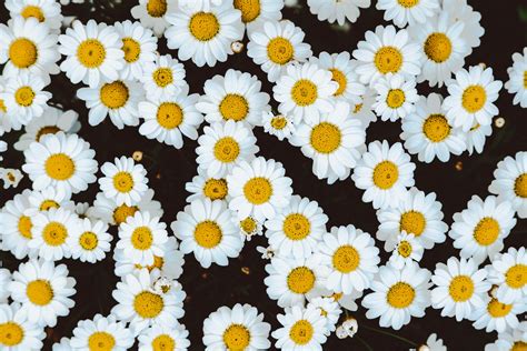 White-and-yellow daisy lot, Daisies, Flowers, Buds HD wallpaper | Wallpaper Flare