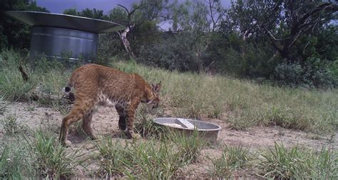 Landmark Wildlife Management » Bobcat drinking from the Landmark ...