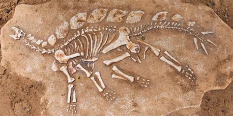 Paleontology | What it is, What it is For, Features, Branches and Characteristics