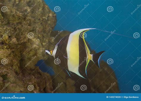 Moorish Idol Zanclus Cornutus the Type of Fish Known As Gill in Finding Nemo Stock Photo - Image ...