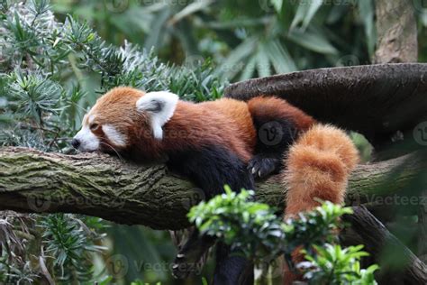 Sleeping Red Panda 11548261 Stock Photo at Vecteezy