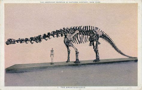 Postcard of Brontosaurus (Apatosaurus) skeleton at the American Museum of Natural History in New ...