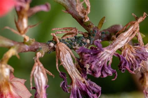 60+ Aphid Infestation Indoor Plants Stock Photos, Pictures & Royalty ...