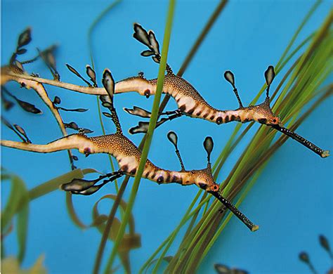 Weedy Seadragon | Online Learning Center | Aquarium of the Pacific