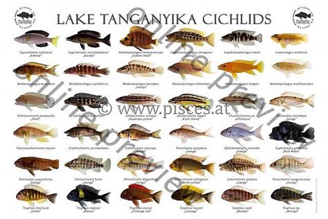 Lake Tanganyika Cichlids | Lake Fish | Pinterest | Lake tanganyika, Aquariums and African cichlids