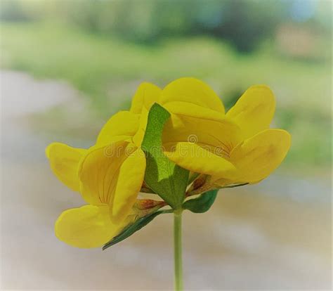 Lotus corniculatus stock photo. Image of deervetch, meadow - 257162174