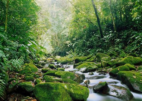 Visit Monteverde Cloud Forest, Costa Rica | Audley Travel