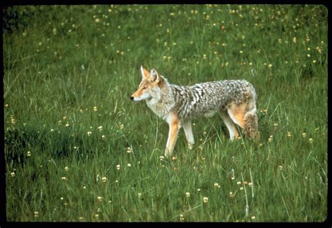 Digital Collections | AMNH - Coyote in habitat