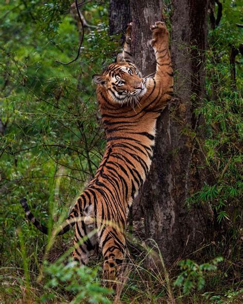 Nat Geo WILD on Instagram: “Photo 📷 by @stevewinterphoto Did you know that tigers and other big ...