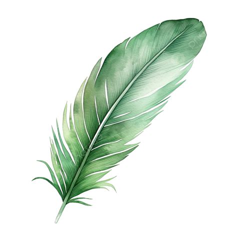 Watercolor Green Feather Clip Art, Feather, Watercolor, Clip Art PNG Transparent Image and ...