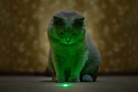 Cats and Laser Pointers: The Pros and Cons - Cat-World