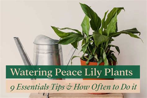 Watering Peace Lily Plants: 9 Essential Tips & How Often to Do it