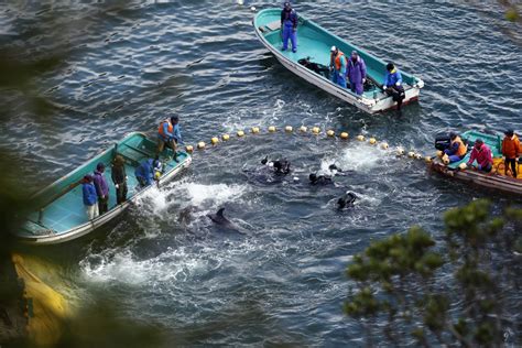 Japanese dolphin hunts to begin as thousands set to protest around the world