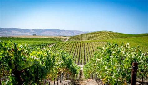 Best wineries in Napa and Sonoma, Things to Do and Tours