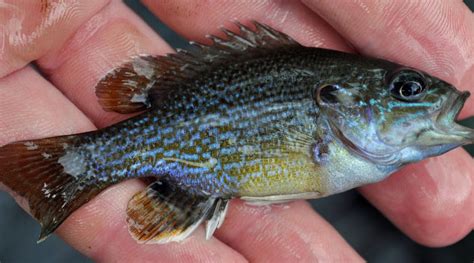 Green Sunfish - Fish Hudson Valley