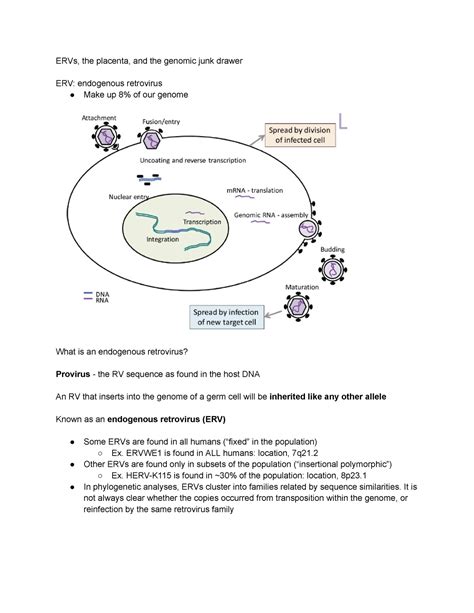 Endogenous Retrovirus Notes Part 1 - ERVs, the placenta, and the ...