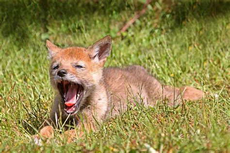 Baby Coyote Yawning Photograph by Peggy Collins