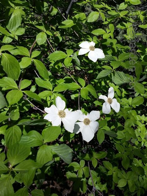 PlantFiles Pictures: Cornus Species, Pacific Dogwood, Western Flowering Dogwood (Cornus ...