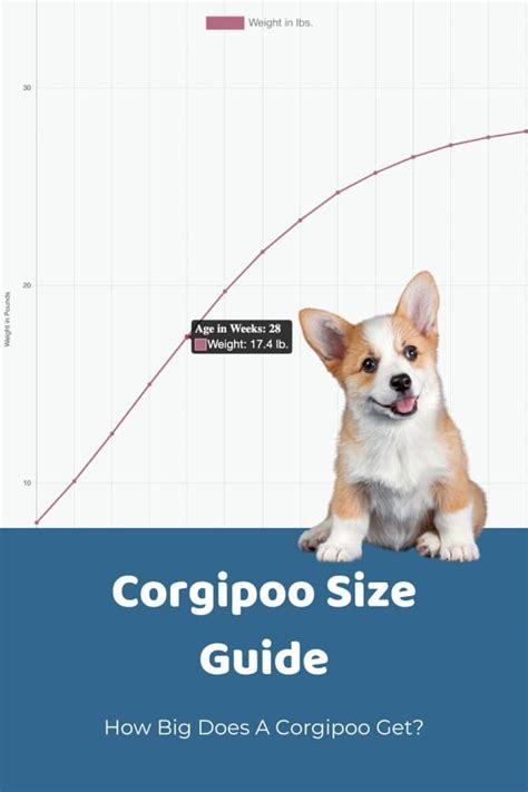 Springerdoodle Size Chart With 1,000+ Weight Data Points - Doodle Doods