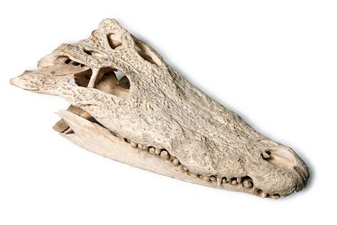 Nile Crocodile Skull Photograph by Pascal Goetgheluck/science Photo ...