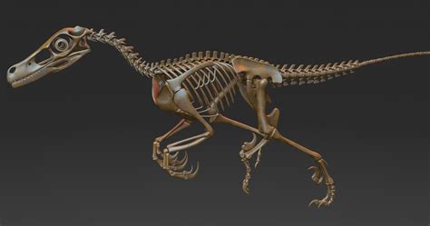 3D velociraptor skeleton - TurboSquid 1228803